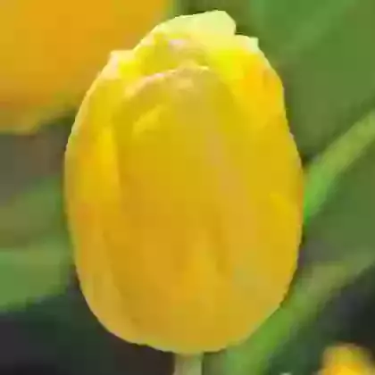 Early Single Tulips
